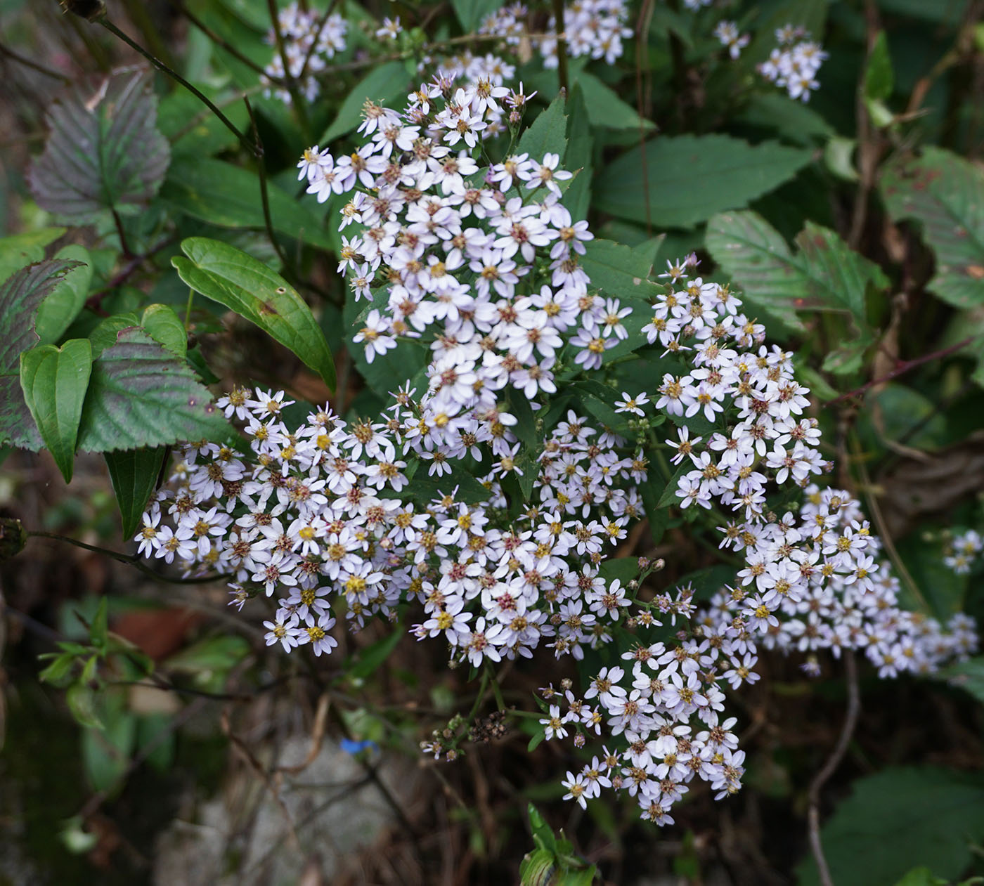 Aster baccharoides － W/O-0026 - 50% off! - Click Image to Close