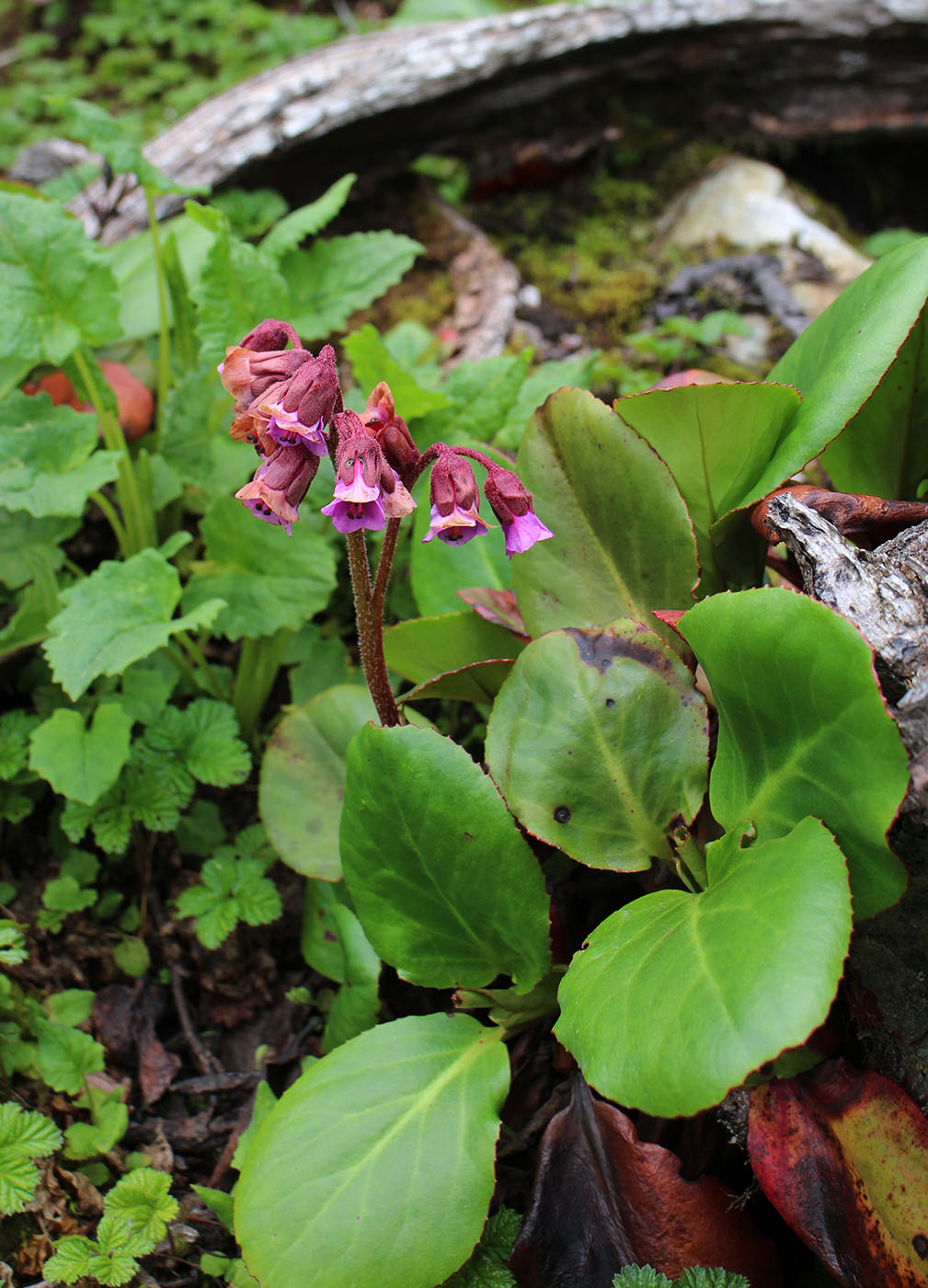 Bergenia purpurascens － W/O-0029