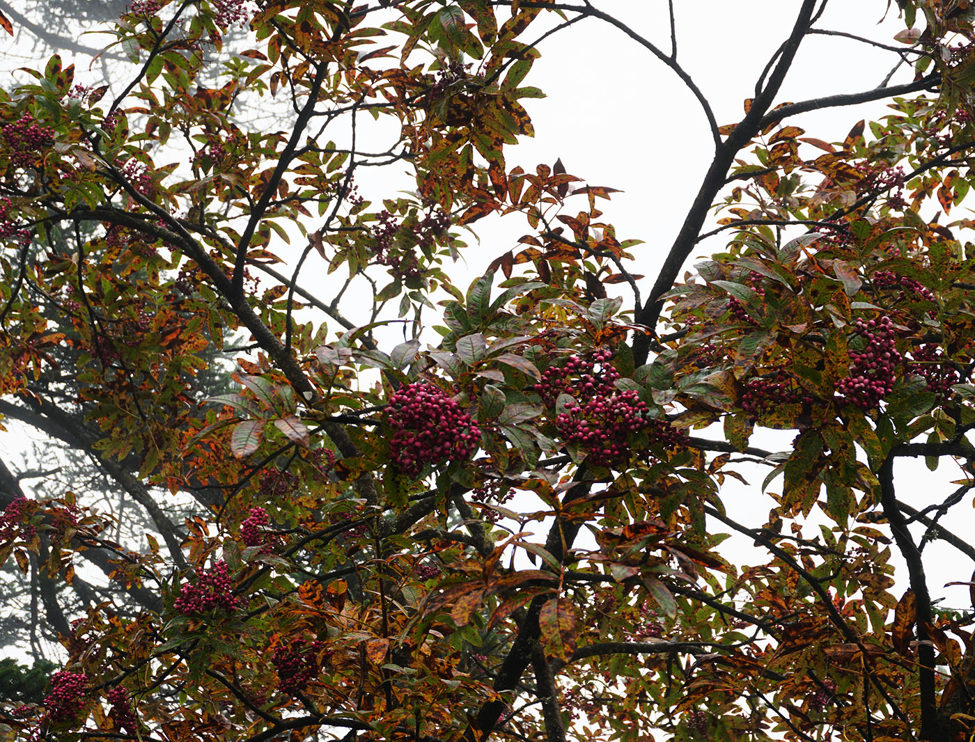 Sorbus aff. helenae - W/O-0097