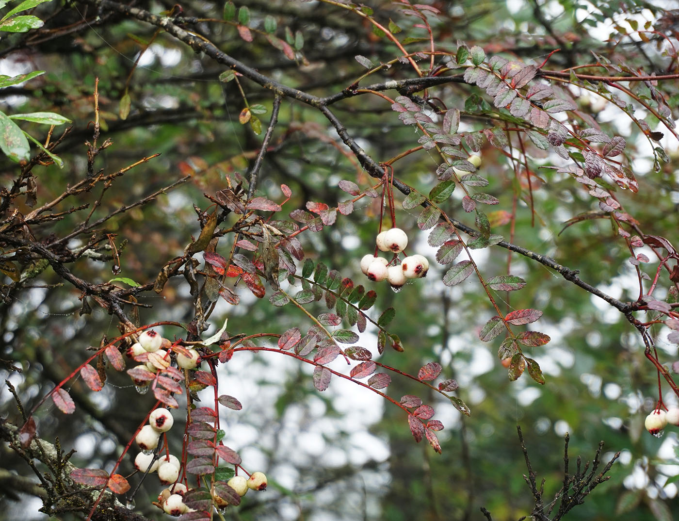 Sorbus sp., big white berries － W/O-0098