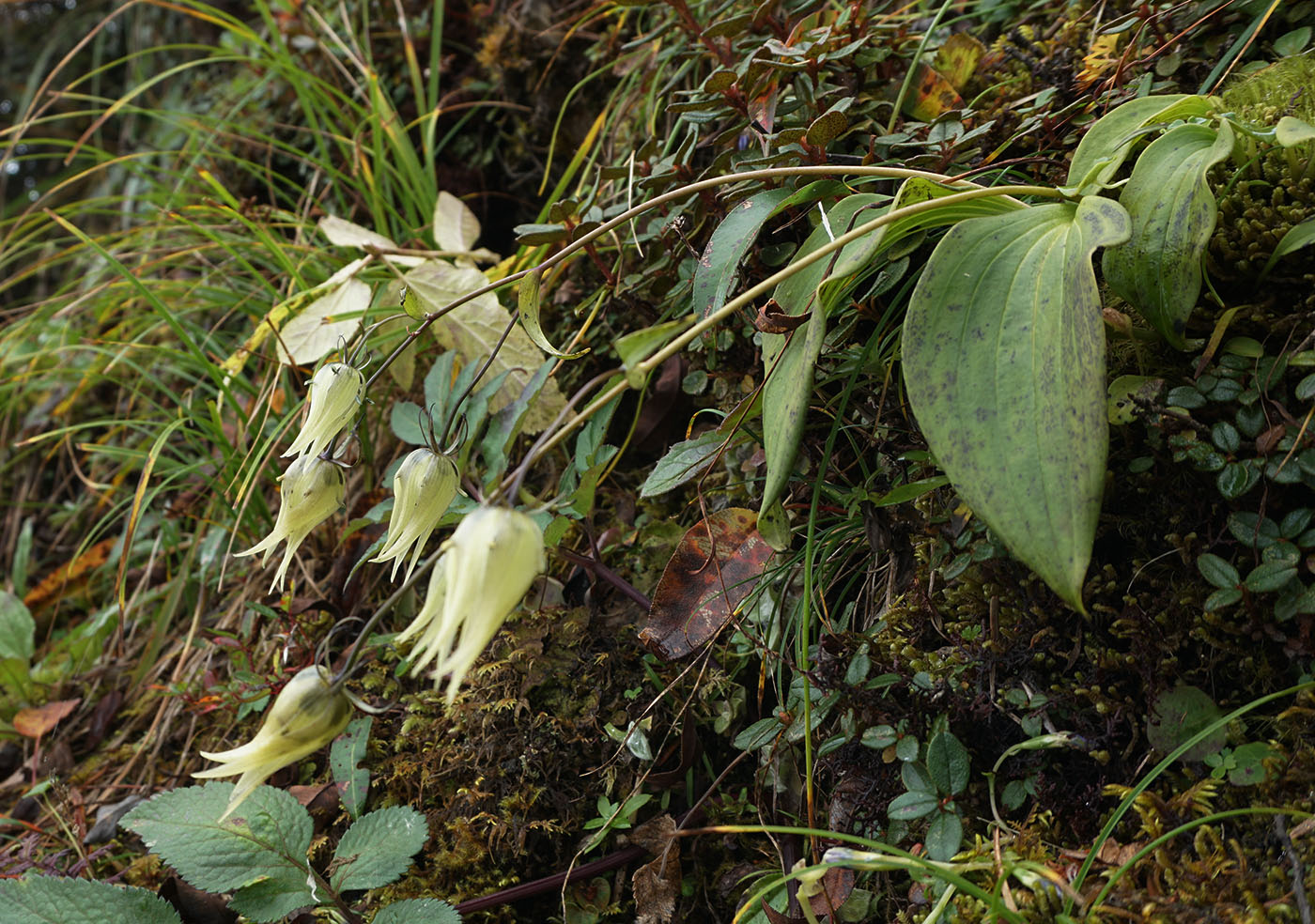 Swertia emeiensis － W/O-0103 - Click Image to Close