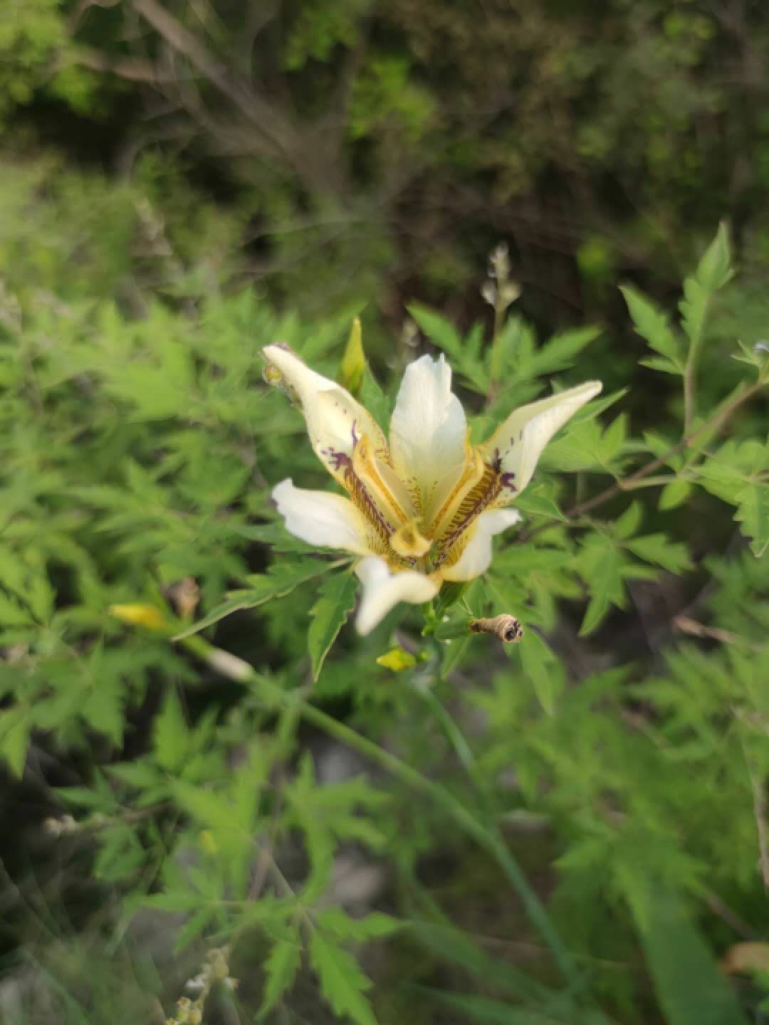 Iris dichotoma － W/O-0121 - Click Image to Close
