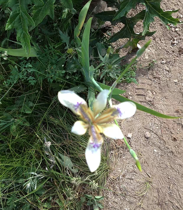 Iris dichotoma － W/O-0121
