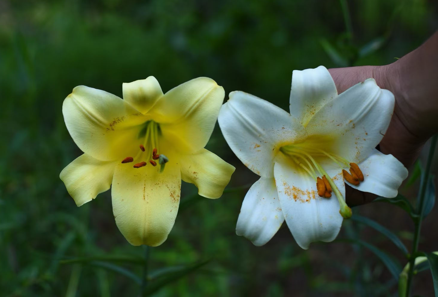 Lilium sulphureum, white and yellow mxd.－ W/O-0133 - 50% off! - Click Image to Close
