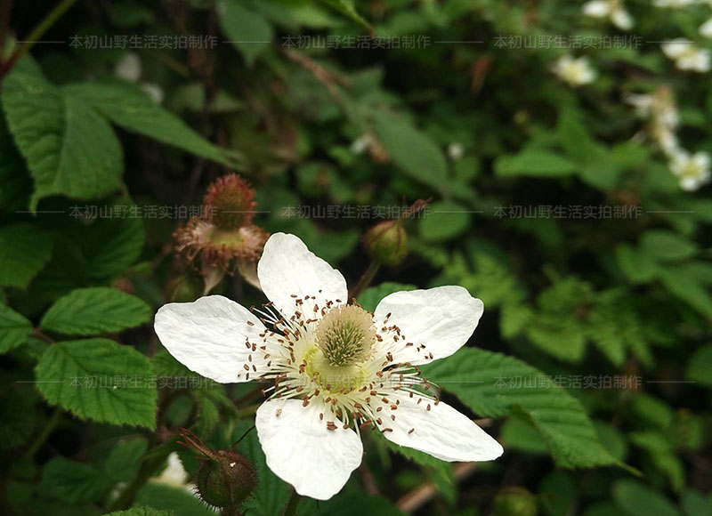 Rubus aff. rosifolius - W/O-0163