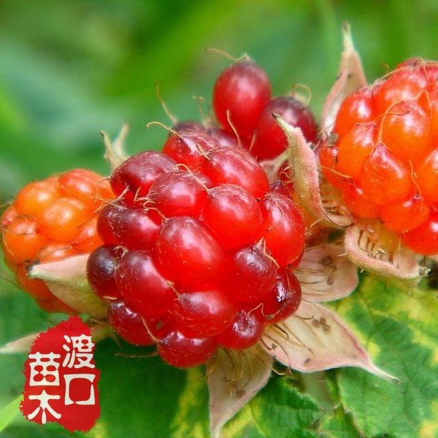 Rubus sp. - W/O-0164
