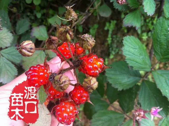 Rubus sp. - W/O-0164 - Click Image to Close