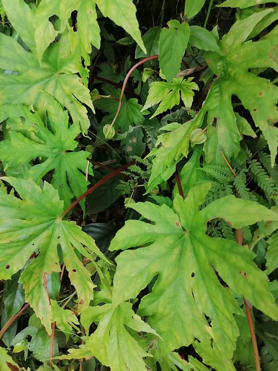 Begonia circumlobata or pedatifida - W/O-1034 - 50% off!