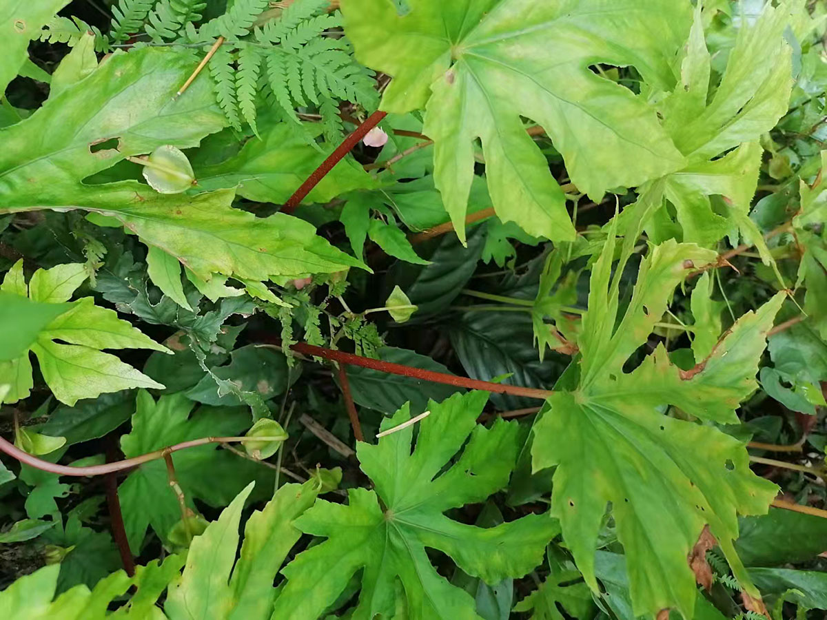 Begonia circumlobata or pedatifida - W/O-1034 - 50% off!