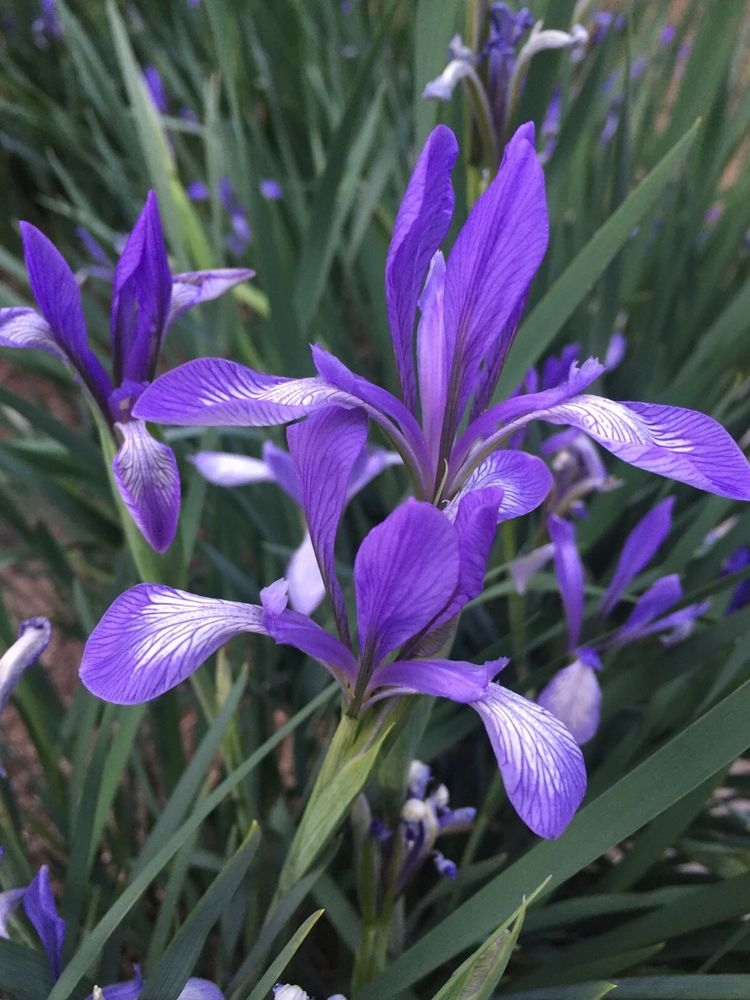 Iris lactea v. chinensis - W/O-1049 - 50% off!