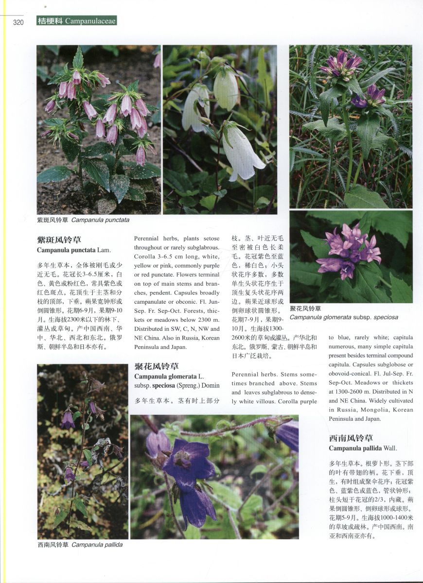 Higher plants of China in Colour: volume VII angiosperms scrophu
