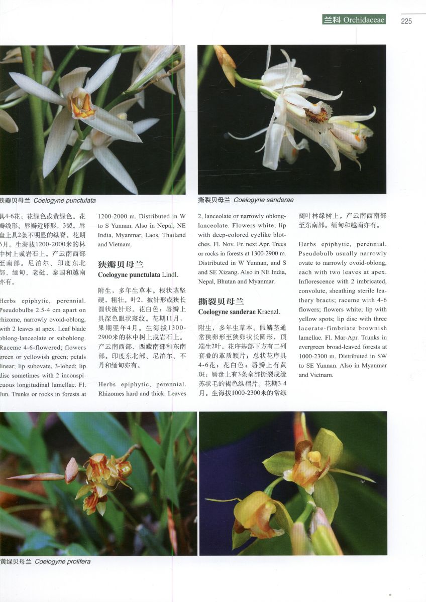 Higher plants of China in colour: Volume IX Angiosperms: Taccace