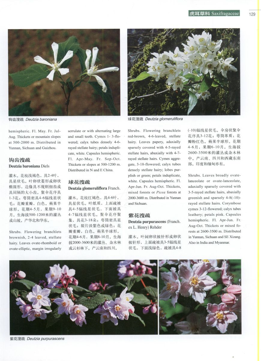 Higher plants of China in colour: Volume IV Angiosperms Papavra