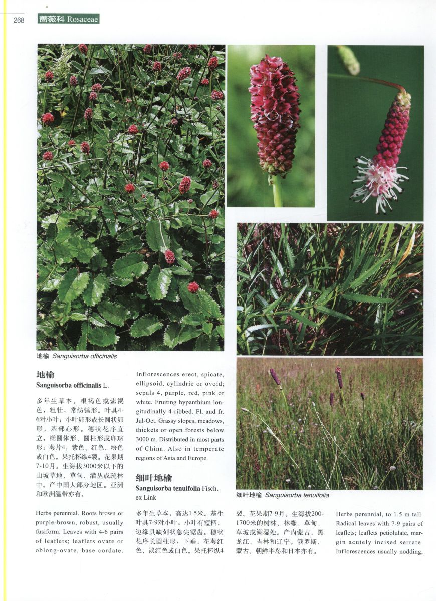 Higher plants of China in colour: Volume IV Angiosperms Papavra