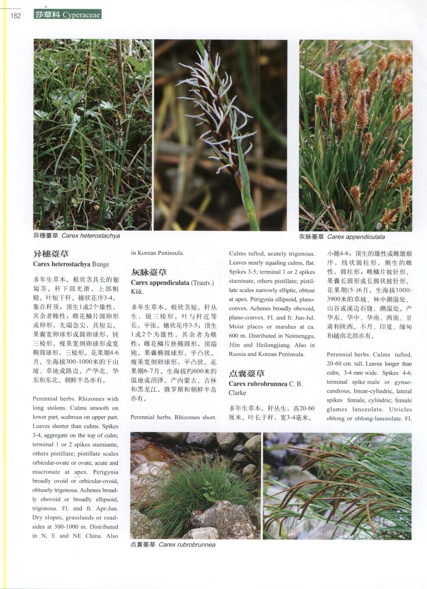 Higher plants of China in colour: Volume VIII Angiosperms: Typha