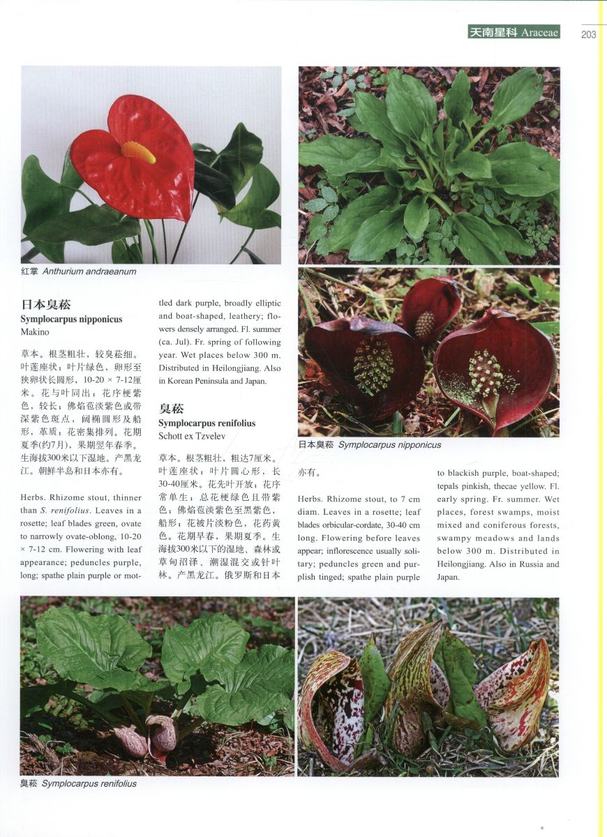Higher plants of China in colour: Volume VIII Angiosperms: Typha - Click Image to Close