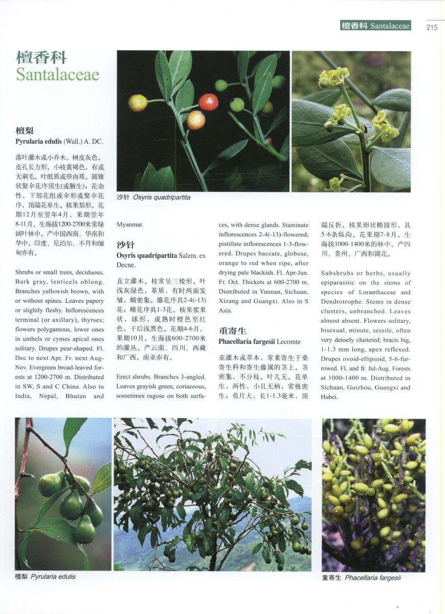 Higher plants of China in colour: Volume III Angiosperms: Casuar