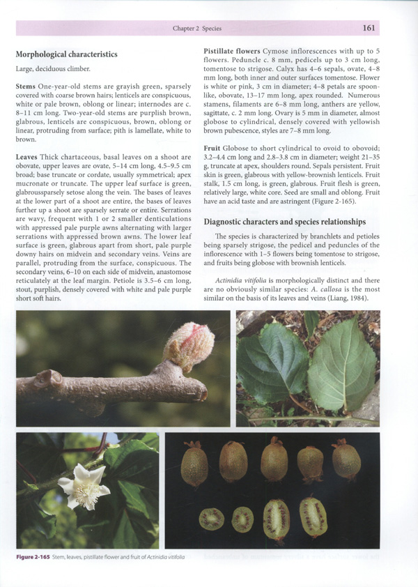 The Genus Actinidia a World Monograph - Click Image to Close
