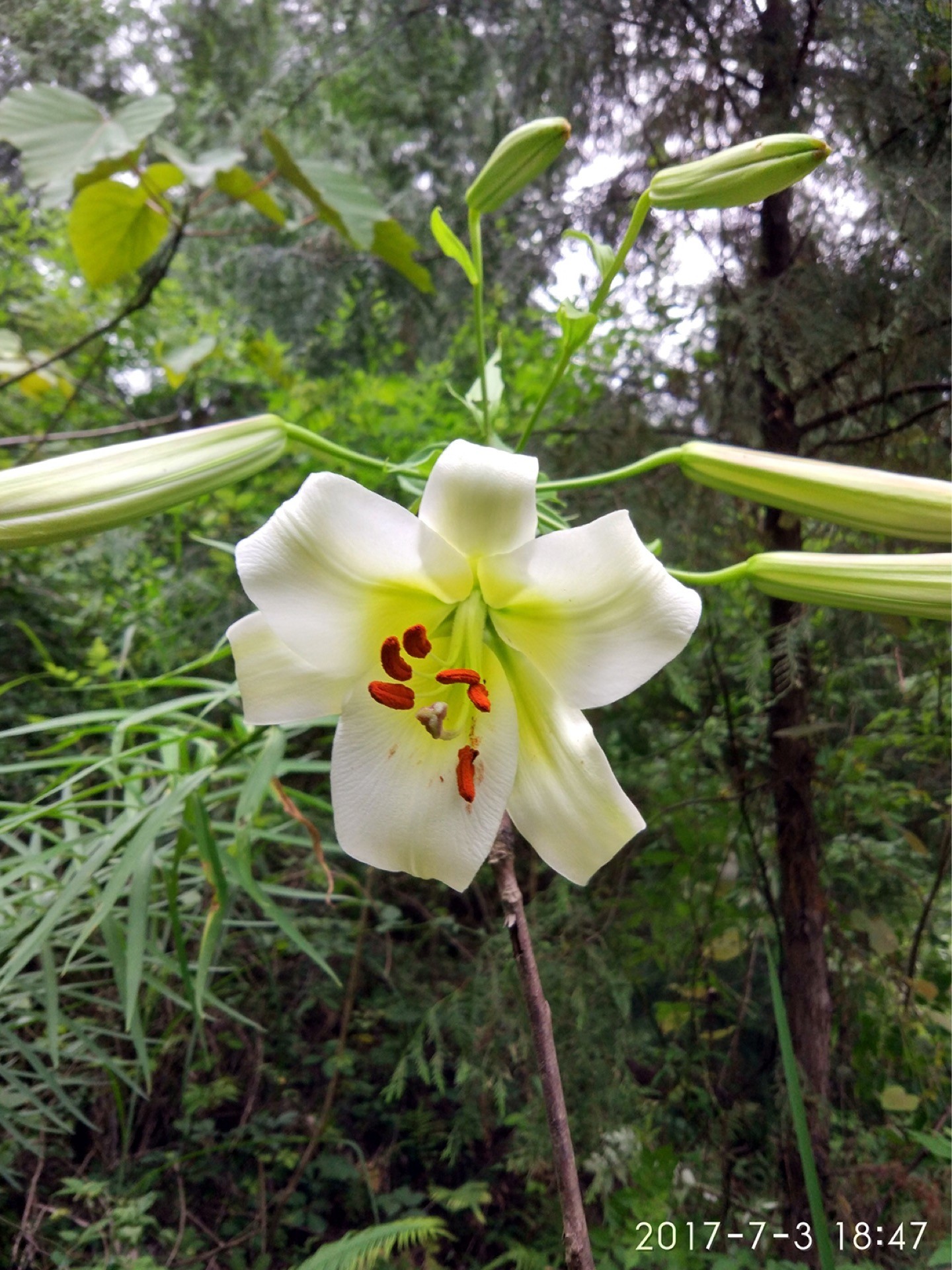 Lilium, white trumpets - W/O-7150 - Clearance! - Click Image to Close