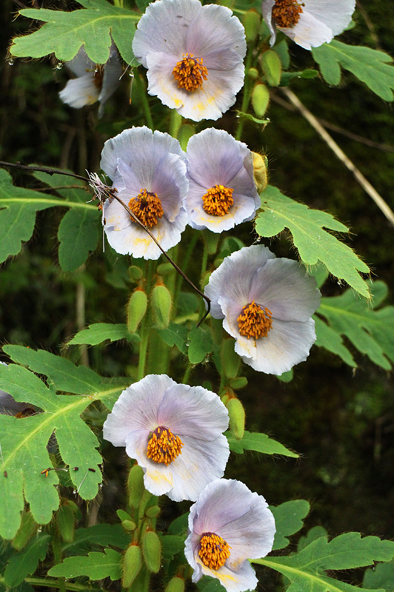 Meconopsis wilsonii ssp. australis － W/O-0071 - Click Image to Close