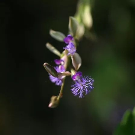 Polygala tenuifolia - W/O-8133 - Clearance!