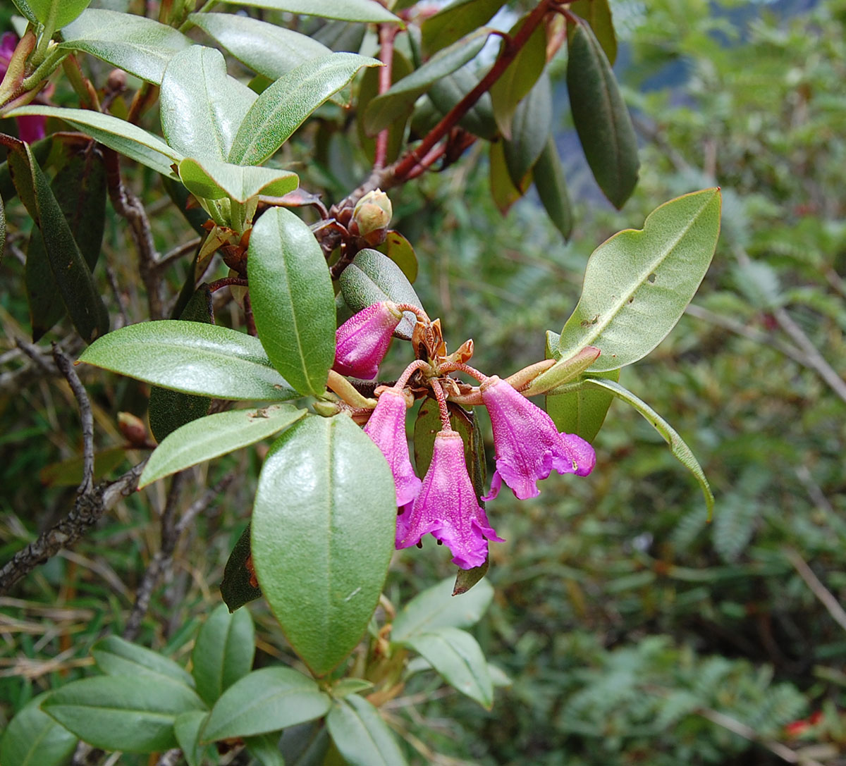 Rhododendron sp. #1 - W/O-8145 - Clearance!