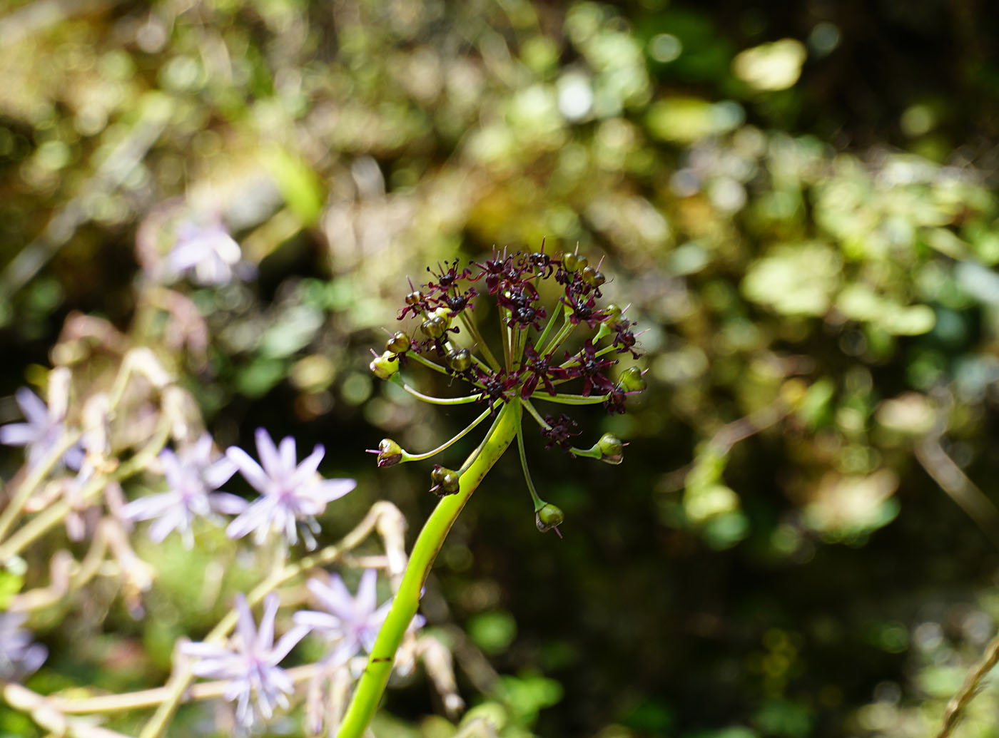 Allium wallichii - W/O-9049