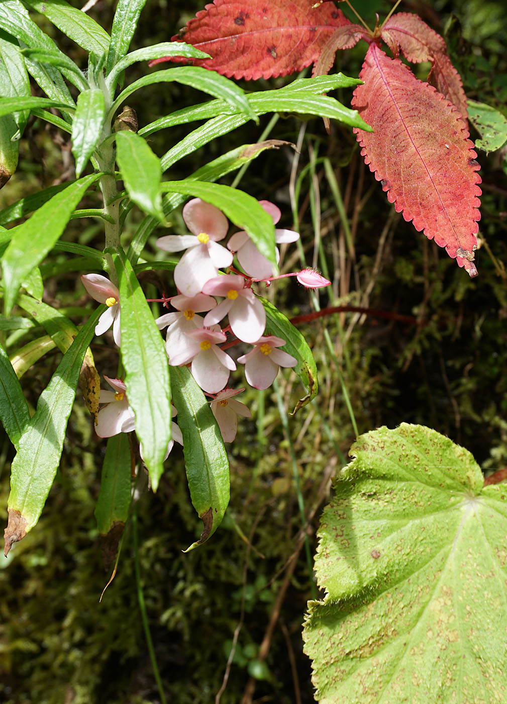 Begonia labordei - W/O-9079 - Click Image to Close