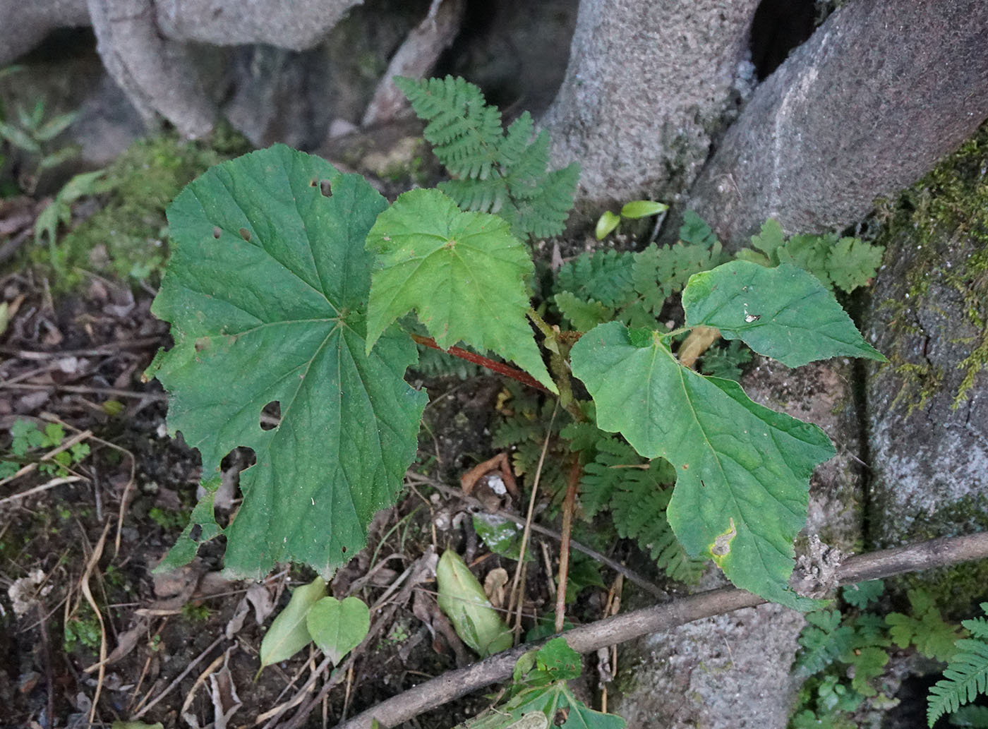 Begonia grandis ?ssp. holostyla - W/O-9080