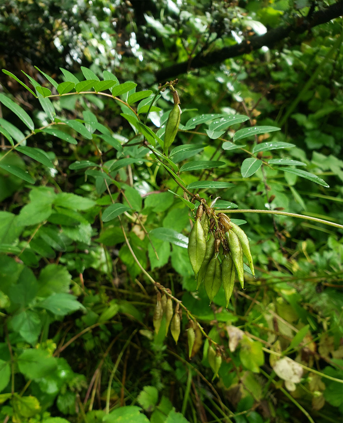 Astragalus sp. - W/O-9142