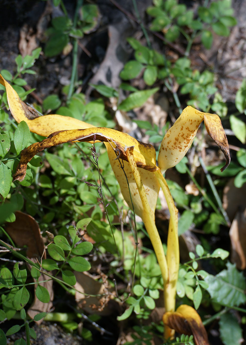 Pyrgophyllum yunnanensis - W/O-9220