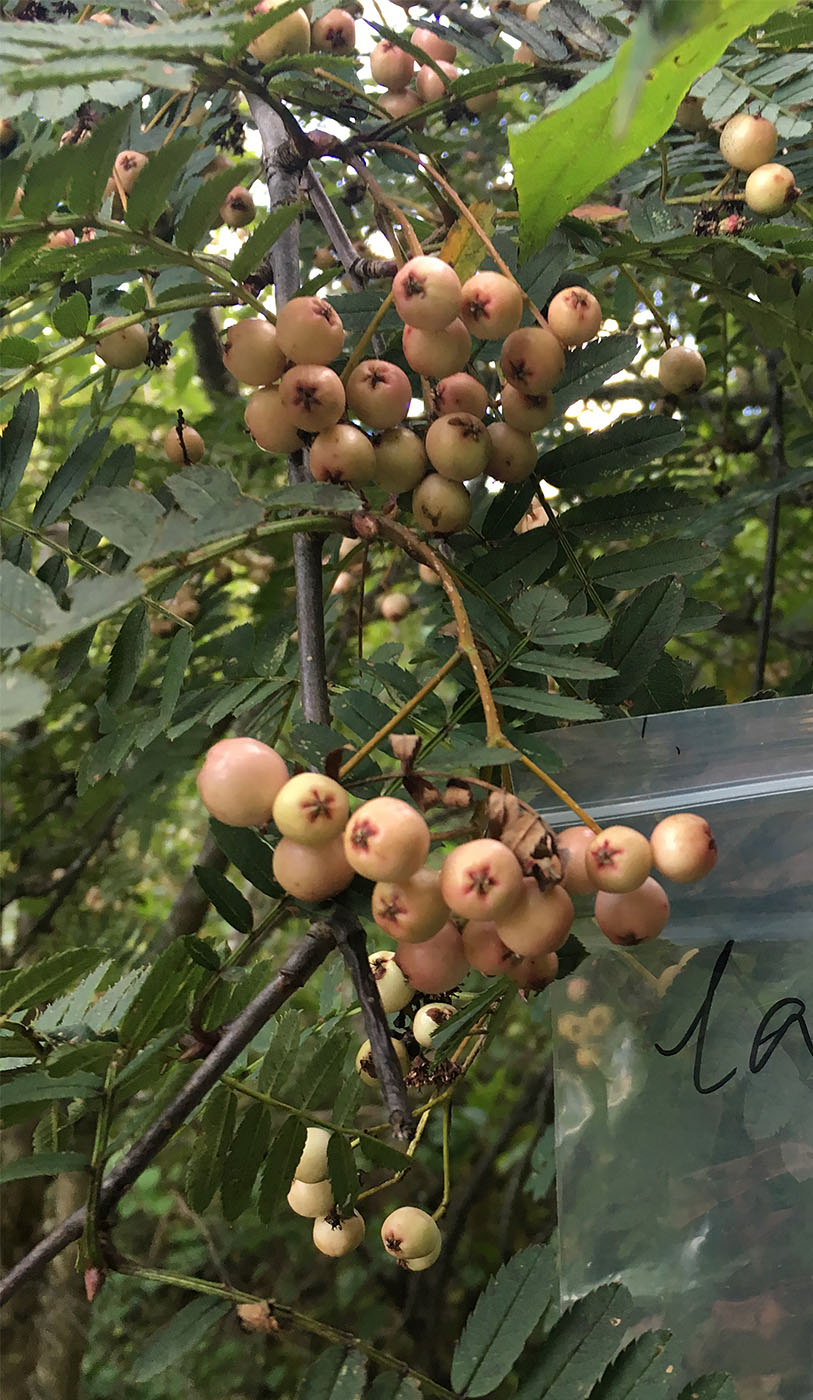 Sorbus sp. (lower lake) - W/O-9237 - 50% off! - Click Image to Close