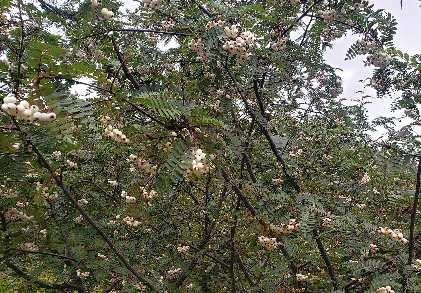 Sorbus sp., big white/pale pink fruits - W/O-9241