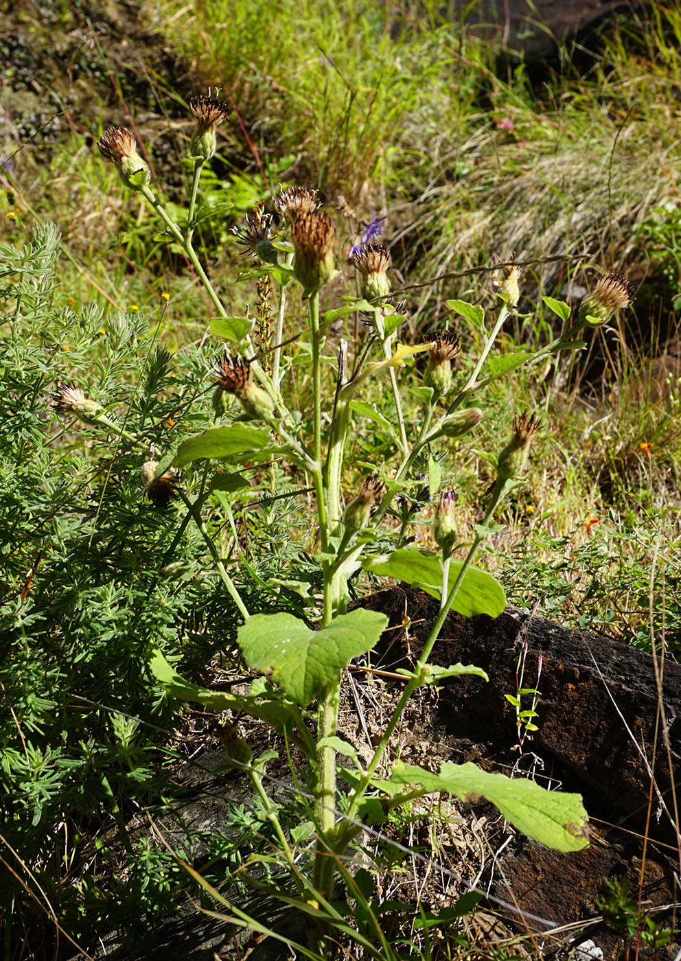 Asteraceae sp. - W/O-9269