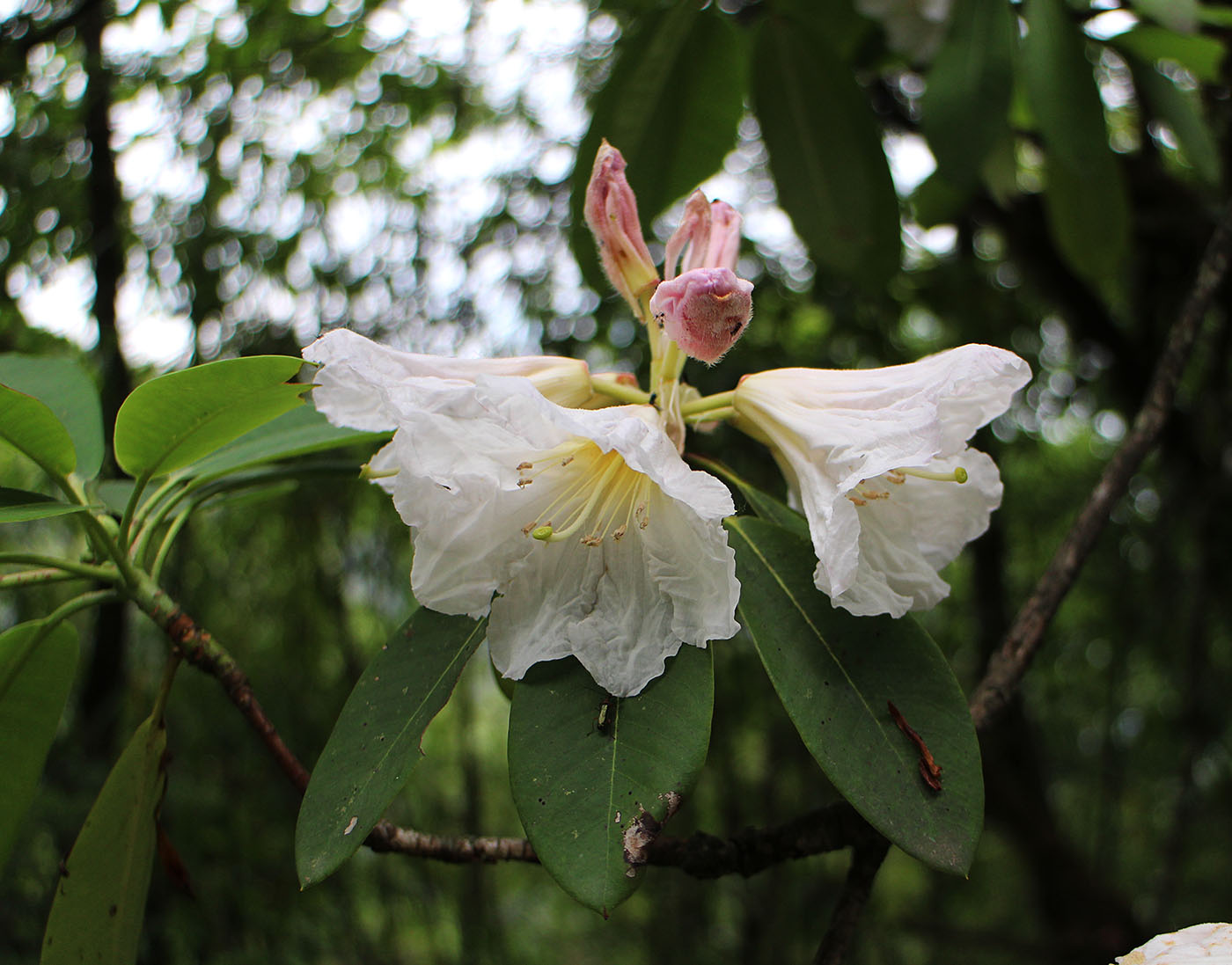 Rhododendron decorum - W/O-9285