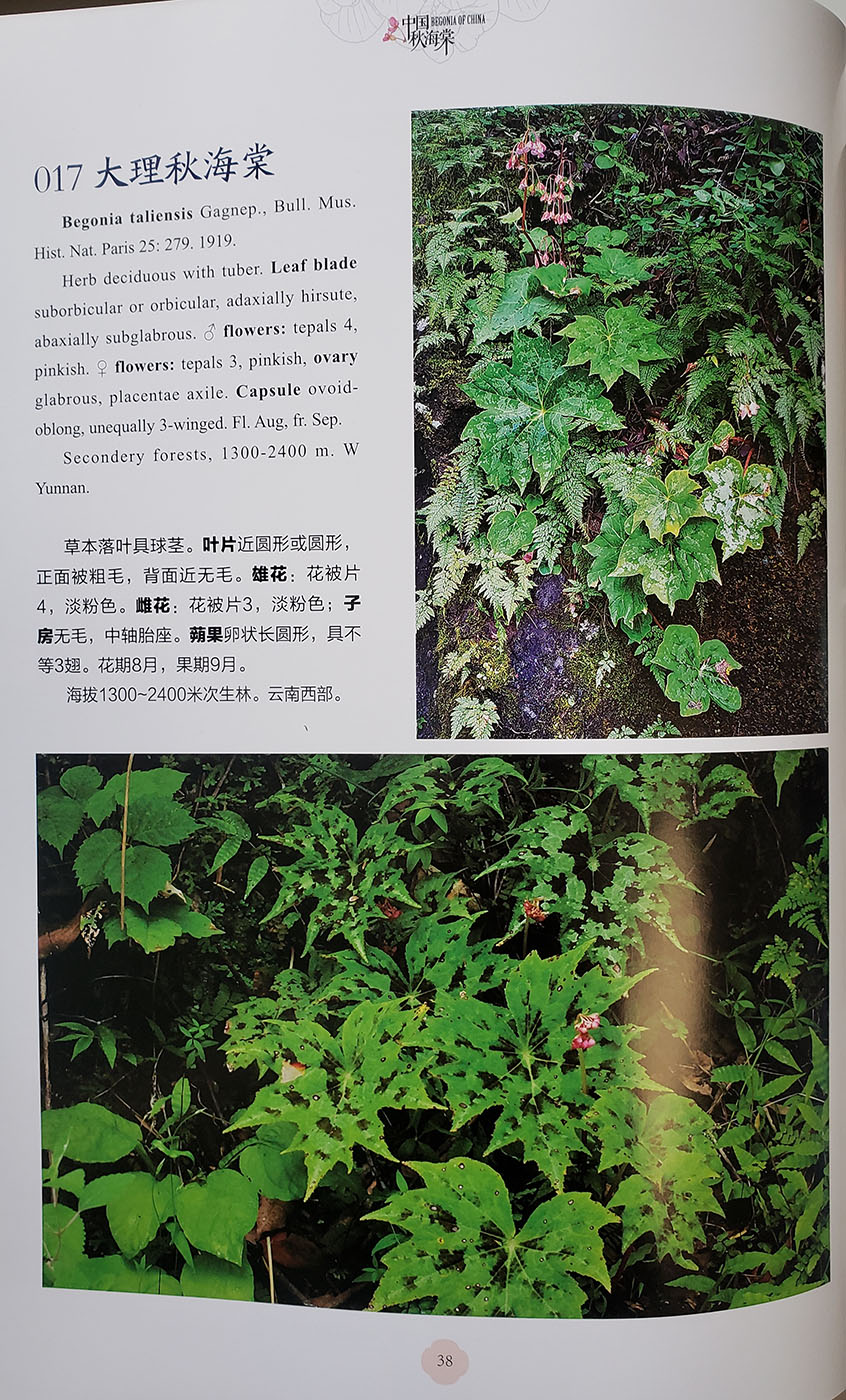 Begonia of China - Click Image to Close