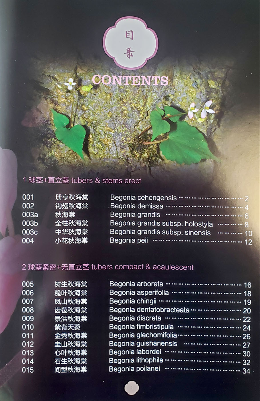 Begonia of China