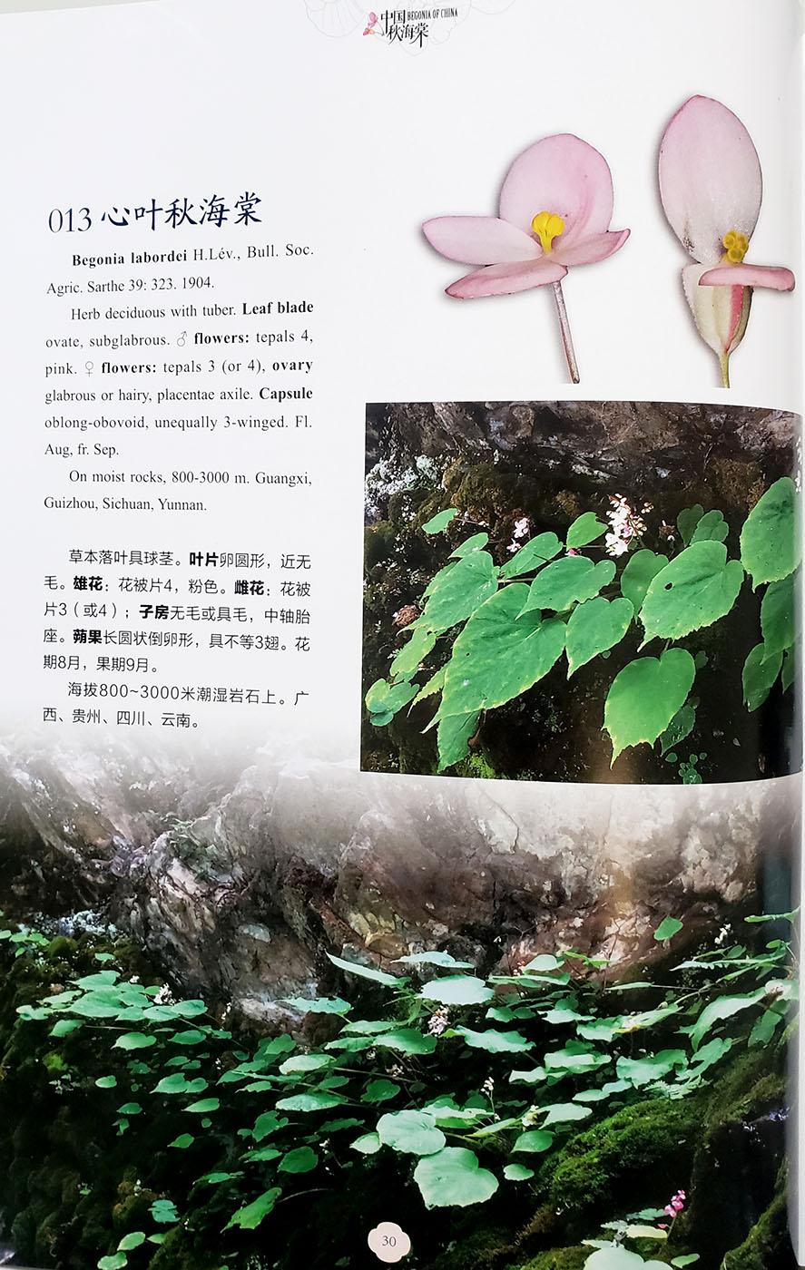 Begonia of China