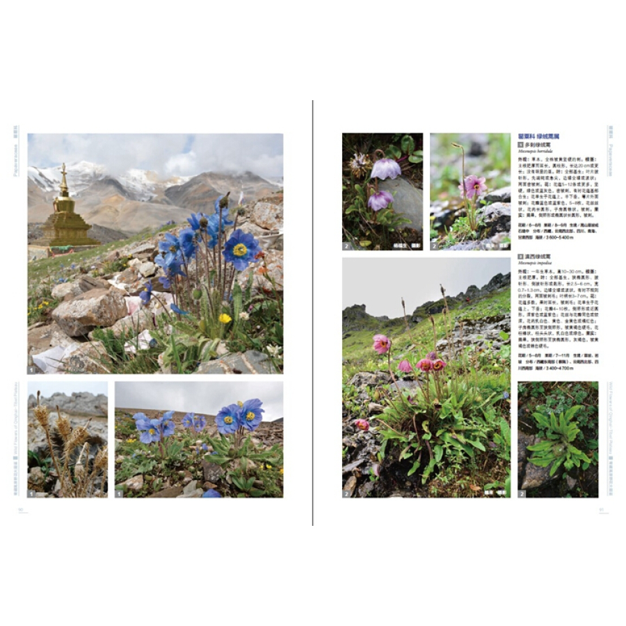 Wild Flowers of Qinghai-Tibet plateau - Click Image to Close