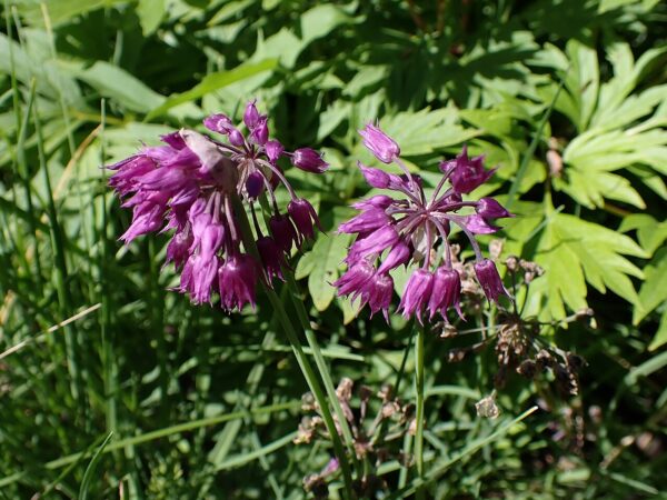 Allium farreri