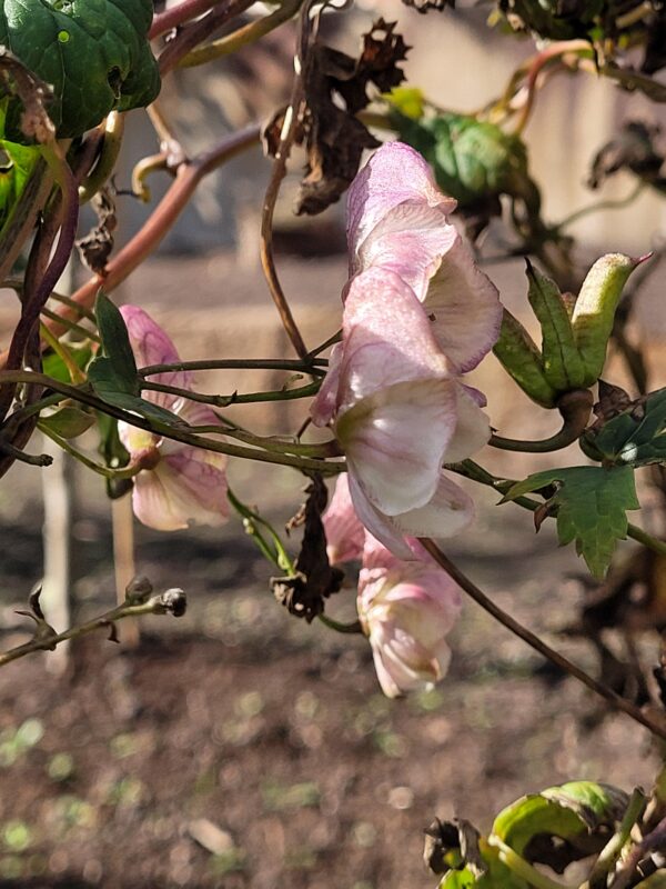 Aconitum sungpanense 'White Wine'