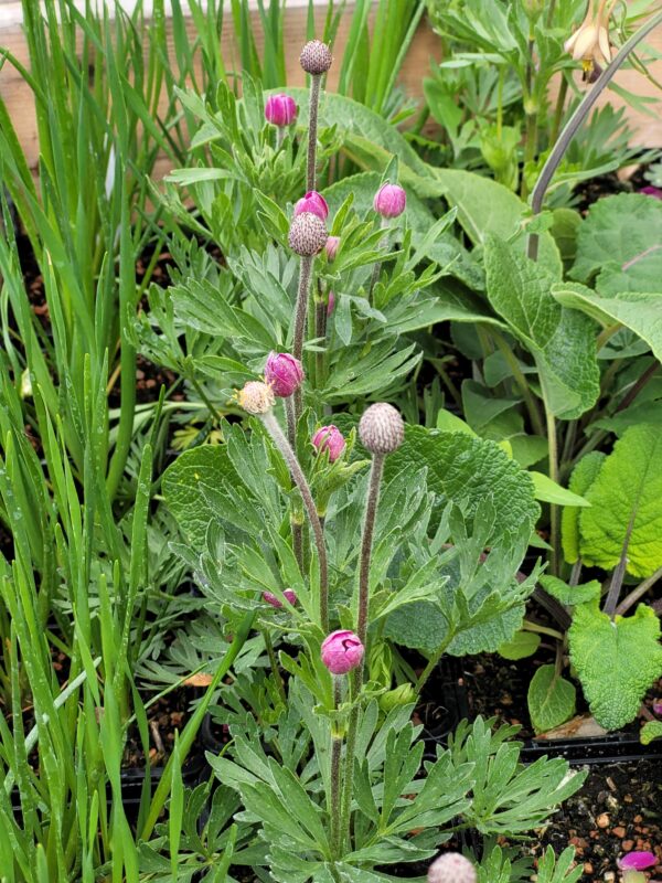 Anemone multifida ssp. tetonensis