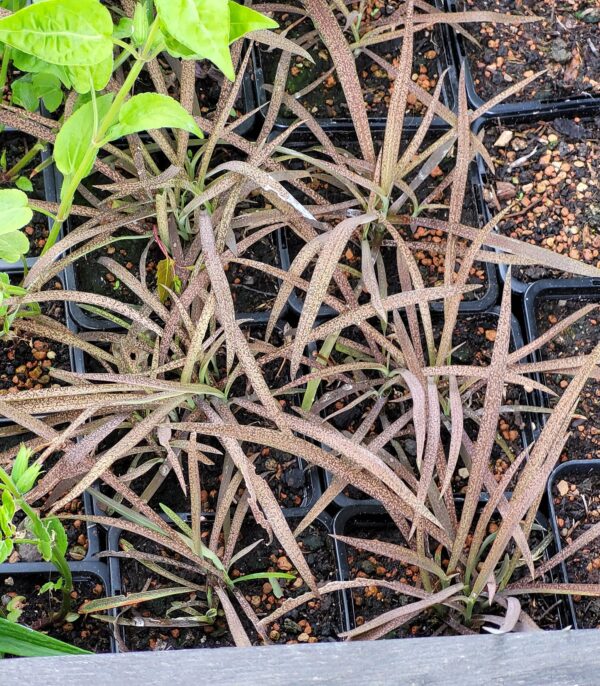 Arthropodium candidum 'Maculatum'