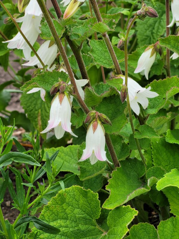 Campanula makaschvilii