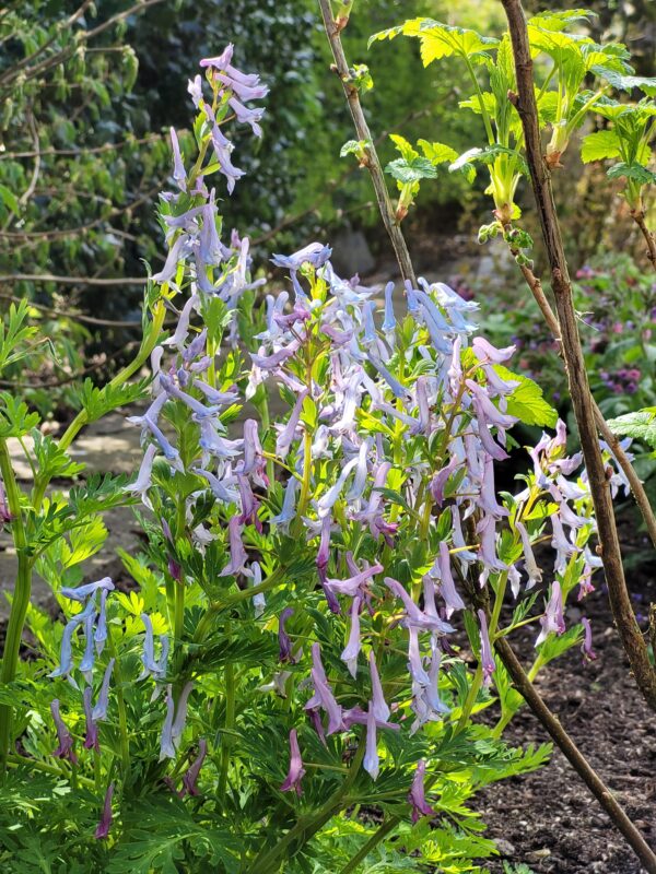Corydalis acuminata (W/O collections)
