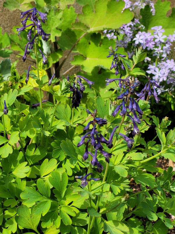 Corydalis elata, true species