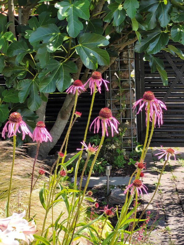Echinacea pallida