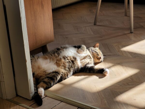 Aconitum aff. vilmorinianum