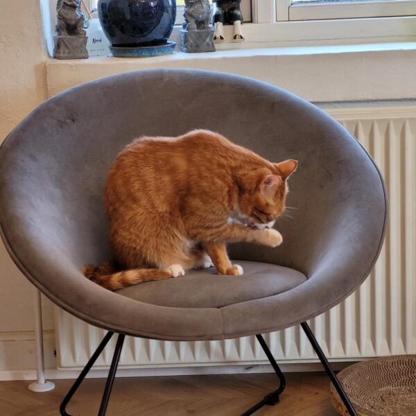 Aconitum austroyunnanense