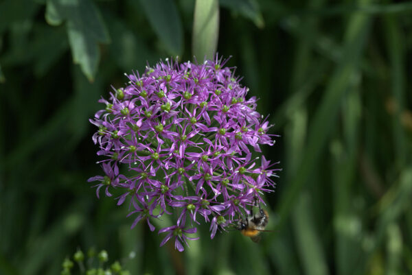 Allium wallichii (purple)